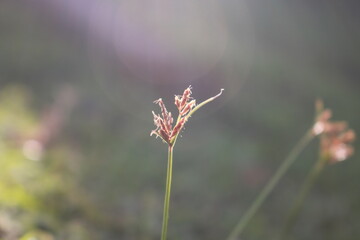 flower of a coarse grass