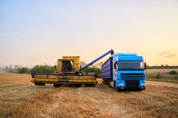 Overloading grain from the combine harvesters into a grain truck in the field. Harvester unloder...