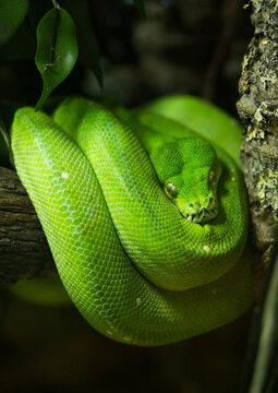 green tree python