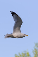 Portrait of a seagull flying in the blue sky shot from below. There is some shadowing on his tail because it was a sunny spring day.