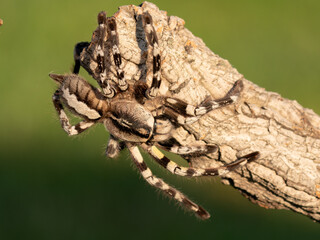 Tarantula spider, Poecilotheria Metallica, in front of white background