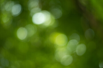 Plakat Green bokeh with wall paper.