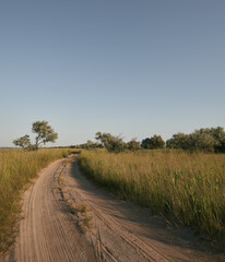 wild olive tree in the evening summer prairie
