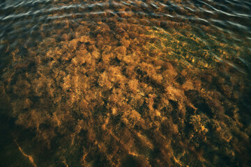 seaweed in the lake top view. water plant at the bottom of the river during summer