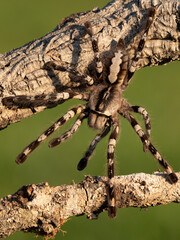 Tarantula spider, Poecilotheria Metallica, in front of white background