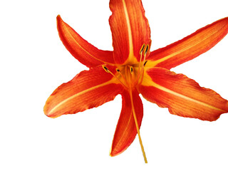 Blume Muster Lilie Orange © Pia