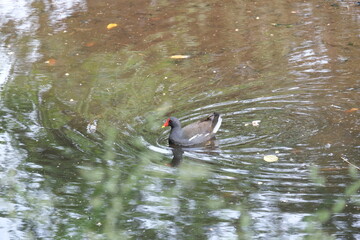Foulque , gibier d'eau .