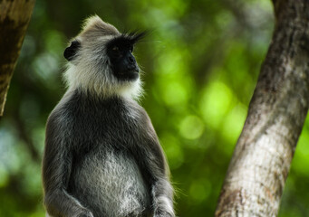 Gray Langur Monkey,  Sri Lankan Gray Monkey,  tufted gray langur (Semnopithecus priam) 