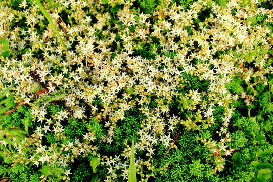 Sedum Album flower or White Stonecrop in the garden. Sedum pachyphyllum garden succulent
