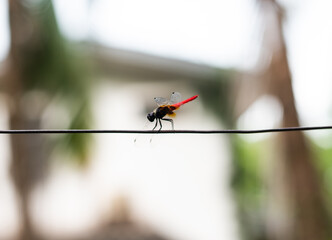 Dragon fly on blurred background.