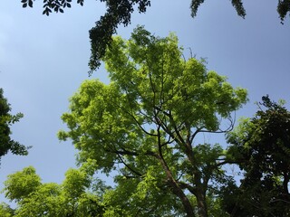 Obraz premium Nature 