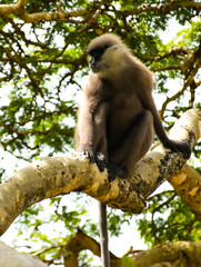 Gray Langur Monkey,  Sri Lankan Gray Monkey,  tufted gray langur (Semnopithecus priam) 
