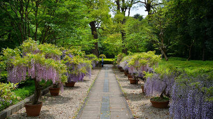 戸定が丘歴史公園の藤