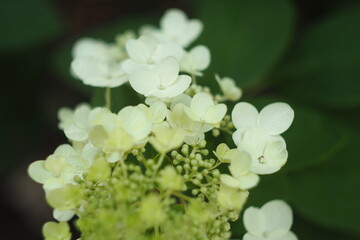 Białe kwiaty na ciemno zielonym tle