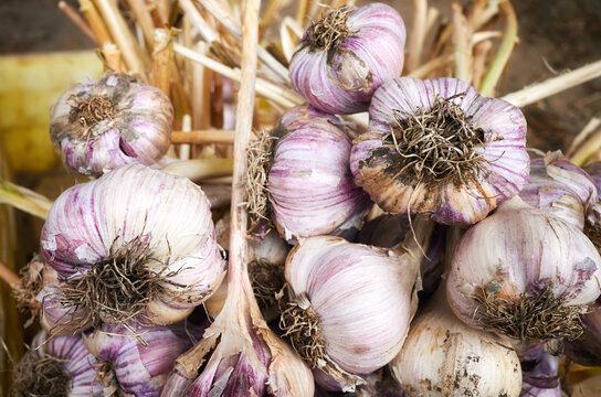 Close up picture of fresh organic garlic in a box, selective focus.