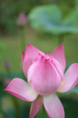 ハスの花