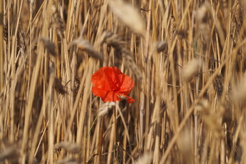 Czerwony kwiat maku wśród 
kłosów pszenicy