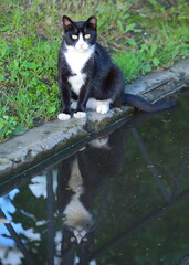 Black and white cat and its reflection in a puddle
