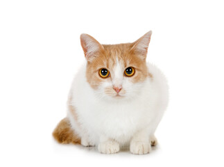 Fototapeta premium Large red and white cat is sitting on a white background
