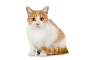 Red and white cat is sitting on a white background