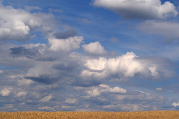 Krajobraz nieba z paskiem pola pszenicy