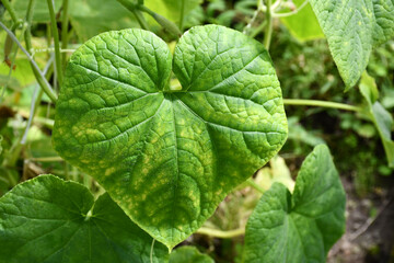 Cucumber plants in a greenhouse with yellow leaves, affected by the disease.Fungal or viral disease. Lack or excess of moisture and nutrients.