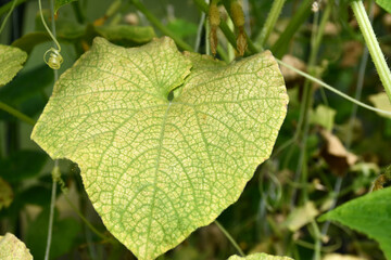 Cucumber plants in a greenhouse with yellow leaves, affected by the disease.Fungal or viral disease. Lack or excess of moisture and nutrients.