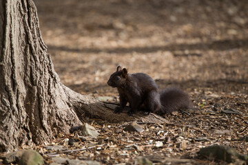 Portrait of a black squirrel in the forest. He is standing beside the tree. This is taken in the spring. The squirrel is thin. 
