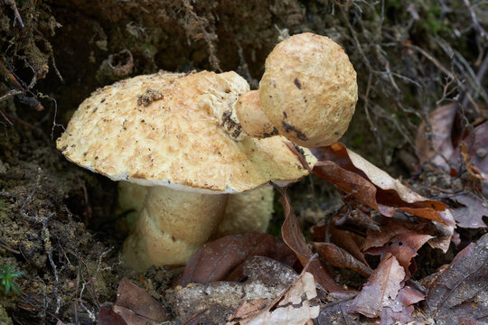 Edible mushroom Gyroporus cyanescens in the beech forest. Known as Cornflower Bolete. Mushroom growing from another one.