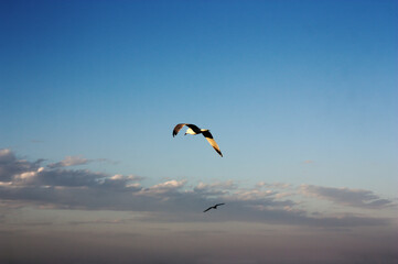 Fototapeta na wymiar Two seagulls flying free in the blue sky