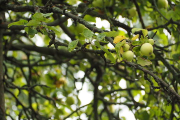 Zielone niedojrzałe jabłka na gałązce w ogrodzie