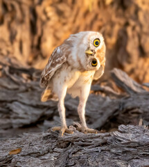 Curious Little Owl