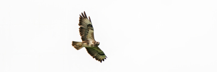 One common buzzard bird, bird of pray, buteo buteo, in flight against a white sky. Wide long cover or banner