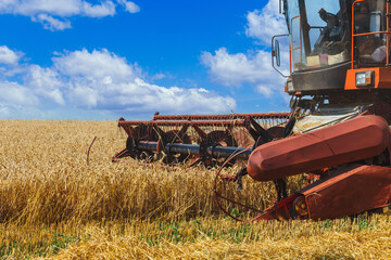 The combine harvests ripe wheat in the grain field.