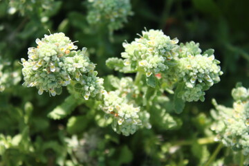 white flowers in the forest