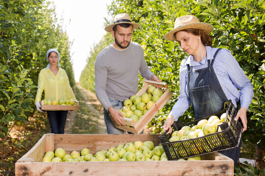 Positive people preparing harvested apples for transportation on fruit farm