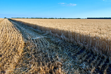 the beginning of the harvest season on a sunny summer day, stubble and straw in the field after harvesting wheat, wheat harvest, bread, bread harvesting, wheat field