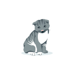 Fototapeta na wymiar Cute gray and white cat pet. Front view of sitting adorable domestic animal cartoon vector illustration isolated on white background