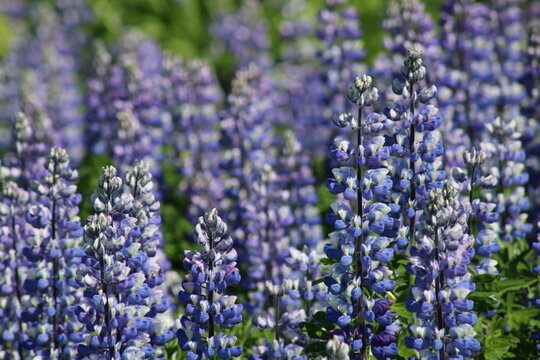 Unz&auml;hlige, bl&uuml;hende Lupinen im Sommer auf Island