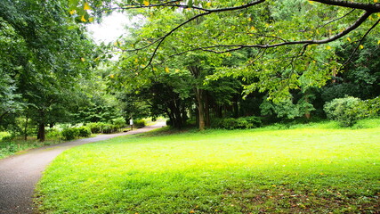 Fresh green of Aobanomori Park, Chiba, Japan on July 27, 2020