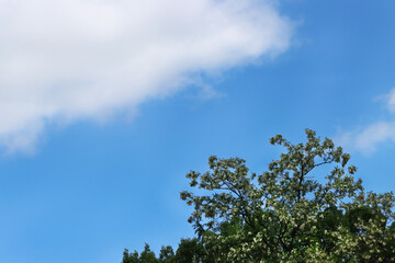 a blue sky and green leaves and tree