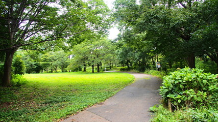 Fresh green of Aobanomori Park, Chiba, Japan on July 27, 2020