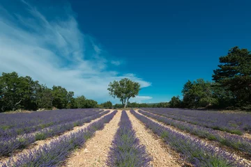 Zelfklevend Fotobehang Un champ de lavande en fleurs avec une perspective centrale sur un arbre au centre, au format horizontal dans la plaine de Sault en Provence  © Obatala-photography