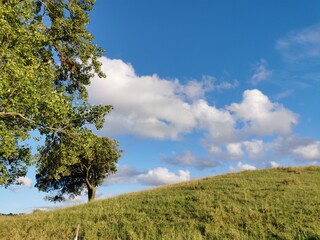Obraz premium Background.Green field with trees. Nature scene. White clouds with clean blue sky