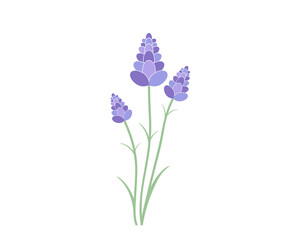 Obraz premium Lavender vector illustration. Lavender flower branch vector illustration. 