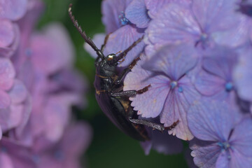 紫陽花とノコギリカミキリ