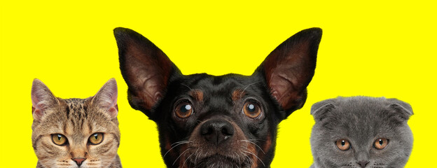 3 animals arranged in line are hiding face from camera