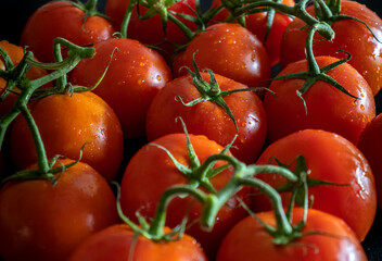 Fresh tomatoes in drops of dew in a dark background