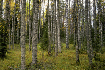 Obraz premium Edinstvenniy uchastok bereznyaka v Kostomukshskom zapovednike. Severnaya Karelia