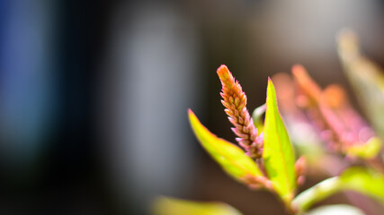 Close up of Plumed cocks comb or silver cock's comb (Celosia argentea)